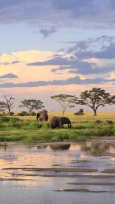 Safari